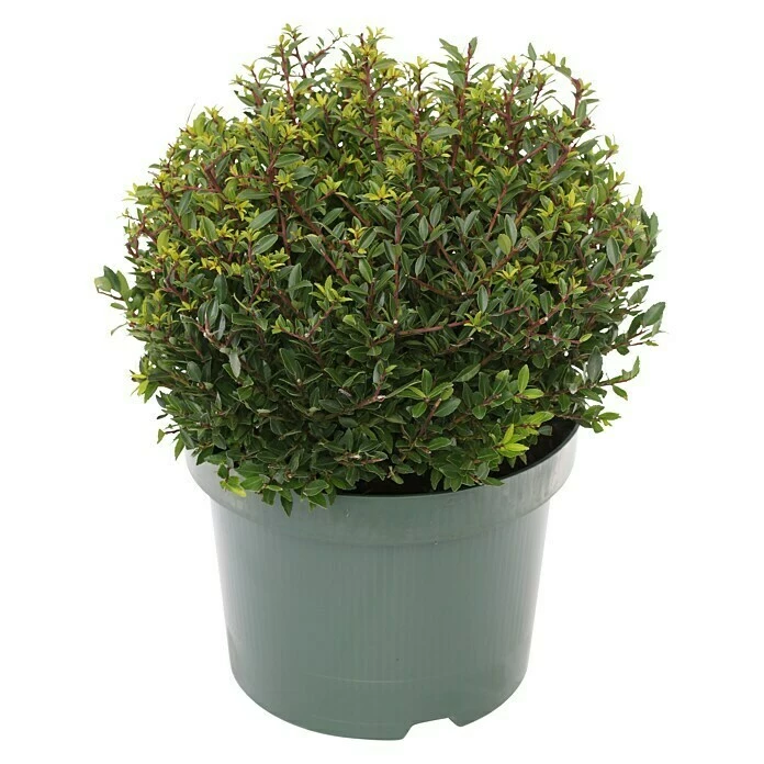 BAUHAUS Bergilex Ilex Crenata 'Twiggy', Aktuelle Wuchshöhe: 20 Cm - 30 Cm 3 BAUHAUS Bergilex Ilex Crenata 'Twiggy', Aktuelle Wuchshöhe: 20 Cm - 30 Cm