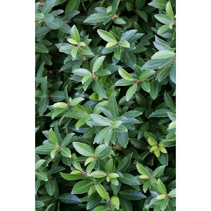 BAUHAUS Bergilex Ilex Crenata 'Twiggy', Aktuelle Wuchshöhe: 20 Cm - 30 Cm 4 BAUHAUS Bergilex Ilex Crenata 'Twiggy', Aktuelle Wuchshöhe: 20 Cm - 30 Cm – Bild 2