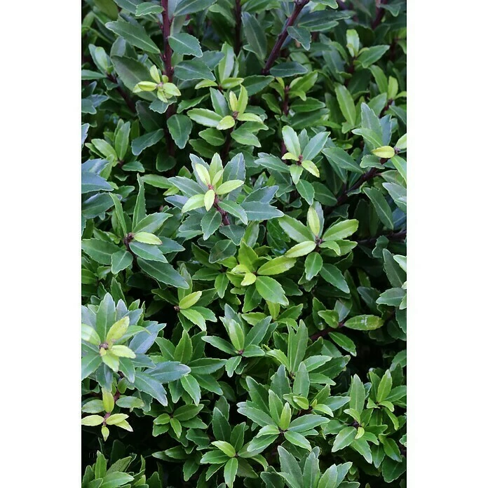 BAUHAUS Bergilex Ilex Crenata 'Twiggy', Aktuelle Wuchshöhe: 20 Cm - 30 Cm 5 BAUHAUS Bergilex Ilex Crenata 'Twiggy', Aktuelle Wuchshöhe: 20 Cm - 30 Cm – Bild 3