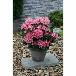 BAUHAUS Großblumiger Rhododendron Rhododendron 'Brasilia' EASYDENDRON®, Topfvolumen: 5 L, Apricot
