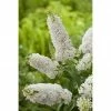 BAUHAUS Sommerflieder Buddleja Davidii 'Summer Lounge'® 'White Swan'(S), Weiß, Topfvolumen: 4,6 L 1 BAUHAUS Sommerflieder Buddleja Davidii 'Summer Lounge'® 'White Swan'(S), Weiß, Topfvolumen: 4,6 L -Gartenpflanzen Verkäufe 12 525