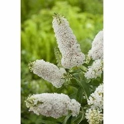 BAUHAUS Sommerflieder Buddleja Davidii 'Summer Lounge'® 'White Swan'(S), Weiß, Topfvolumen: 4,6 L