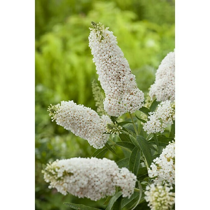 BAUHAUS Sommerflieder Buddleja Davidii 'Summer Lounge'® 'White Swan'(S), Weiß, Topfvolumen: 4,6 L 3 BAUHAUS Sommerflieder Buddleja Davidii 'Summer Lounge'® 'White Swan'(S), Weiß, Topfvolumen: 4,6 L