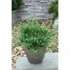 BAUHAUS Faden-Scheinzypresse Chamaecyparis Pisifera 'Blue Moon', Aktuelle Wuchshöhe: 15 Cm - 20 Cm -Gartenpflanzen Verkäufe 12 526