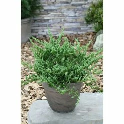 BAUHAUS Faden-Scheinzypresse Chamaecyparis Pisifera 'Blue Moon', Aktuelle Wuchshöhe: 15 Cm - 20 Cm