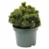 BAUHAUS Berg-Kiefer Pinus Mugo 'Picobello', Topfvolumen: 2,3 L, Aktuelle Wuchshöhe: 10 Cm