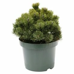 BAUHAUS Berg-Kiefer Pinus Mugo 'Picobello', Topfvolumen: 2,3 L, Aktuelle Wuchshöhe: 10 Cm