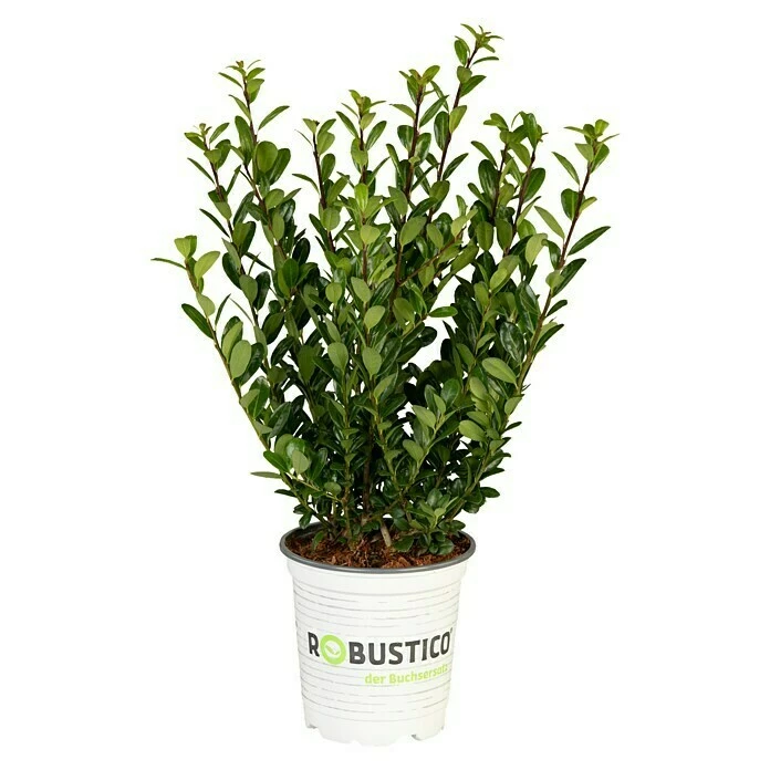 BAUHAUS Piardino Japan-Stechpalme Ilex Crenata, Topfgröße: 11 Cm 3 BAUHAUS Piardino Japan-Stechpalme Ilex Crenata, Topfgröße: 11 Cm