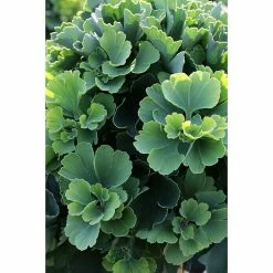 BAUHAUS Ginkgo Stämmchen Flach Wachsend Ginkgo Biloba 'Troll', Topfvolumen: 4,6 L, Aktuelle Wuchshöhe: 30 Cm - 50 Cm