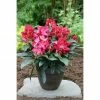 BAUHAUS Großblumiger Rhododendron Rhododendron'Junifeuer' EASYDENDRON®, Topfvolumen: 5 L, Rot -Gartenpflanzen Verkäufe 12 531