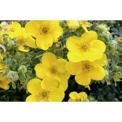 BAUHAUS Fingerstrauch Potentilla Fruticosa 'Bella Lindsey'®, Gelb