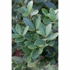 BAUHAUS Bergilex Ilex Crenata 'Stokes', Aktuelle Wuchshöhe: 15 Cm - 20 Cm