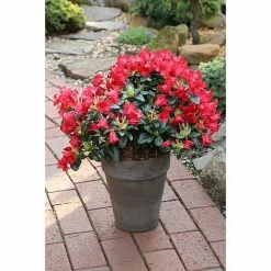 BAUHAUS Zwergrhododendron Rhododendron Repens 'Bengal', Topfvolumen: 4,6 L, Rot
