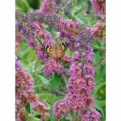 BAUHAUS Sommerflieder Buddleja Davidii 'Flower Power'®, Mehrfarbig