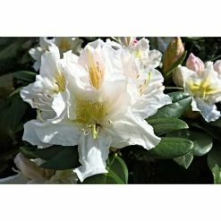 BAUHAUS Großblumiger Rhododendron Rhododendron 'Madame Masson' EASYDENDRON®, Topfvolumen: 5 L, Weiß/Gelb 5 BAUHAUS Großblumiger Rhododendron Rhododendron 'Madame Masson' EASYDENDRON®, Topfvolumen: 5 L, Weiß/Gelb -Gartenpflanzen Verkäufe 12 539