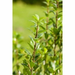 BAUHAUS Piardino Japan-Stechpalme Ilex Crenata, Topfgröße: 11 Cm 6 BAUHAUS Piardino Japan-Stechpalme Ilex Crenata, Topfgröße: 11 Cm -Gartenpflanzen Verkäufe 12 54