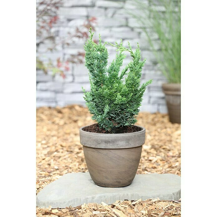 BAUHAUS Lawsons Scheinzypresse Chamaecyparis Lawsoniana 'Wissel's Saguaro', Aktuelle Wuchshöhe: 15 Cm - 20 Cm 3 BAUHAUS Lawsons Scheinzypresse Chamaecyparis Lawsoniana 'Wissel's Saguaro', Aktuelle Wuchshöhe: 15 Cm - 20 Cm