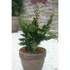BAUHAUS Hinoki-Scheinzypresse Chamaecyparis Obtusa 'Teddy Bear', Aktuelle Wuchshöhe: 15 Cm - 20 Cm -Gartenpflanzen Verkäufe 12 542