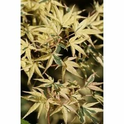 BAUHAUS Fächerahorn Acer Palmatum 'Beni Shishi Henge'