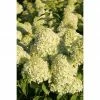 BAUHAUS Rispen-Hortensie Hydrangea Paniculata 'Limelight'(S), Weiß, Topfvolumen: 16,5 L
