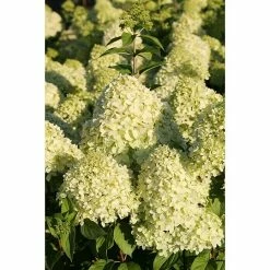 BAUHAUS Rispen-Hortensie Hydrangea Paniculata 'Limelight'(S), Weiß, Topfvolumen: 16,5 L