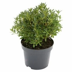 BAUHAUS Zwergrhododendron Rhododendron Micranthum 'Bloombux', Topfvolumen: 5 L, Magenta