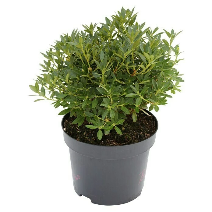 BAUHAUS Zwergrhododendron Rhododendron Micranthum 'Bloombux', Topfvolumen: 5 L, Magenta 3 BAUHAUS Zwergrhododendron Rhododendron Micranthum 'Bloombux', Topfvolumen: 5 L, Magenta