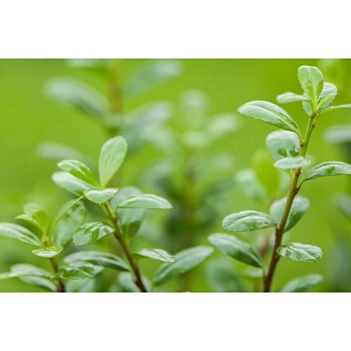 BAUHAUS Piardino Japan-Stechpalme Ilex Crenata, Topfgröße: 11 Cm 5 BAUHAUS Piardino Japan-Stechpalme Ilex Crenata, Topfgröße: 11 Cm – Bild 3