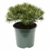 BAUHAUS Berg-Kiefer Pinus Mugo 'Klostergrün', Topfvolumen: 4,6 L, Aktuelle Wuchshöhe: 15 Cm - 20 Cm 2 BAUHAUS Berg-Kiefer Pinus Mugo 'Klostergrün', Topfvolumen: 4,6 L, Aktuelle Wuchshöhe: 15 Cm - 20 Cm -Gartenpflanzen Verkäufe 12 550