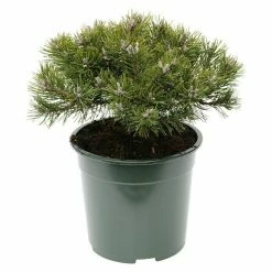 BAUHAUS Berg-Kiefer Pinus Mugo 'Klostergrün', Topfvolumen: 4,6 L, Aktuelle Wuchshöhe: 15 Cm - 20 Cm