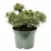 BAUHAUS Berg-Kiefer Pinus Mugo 'Humpy', Topfvolumen: 4,6 L, Aktuelle Wuchshöhe: 15 Cm - 20 Cm -Gartenpflanzen Verkäufe 12 551