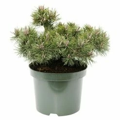 BAUHAUS Berg-Kiefer Pinus Mugo 'Humpy', Topfvolumen: 4,6 L, Aktuelle Wuchshöhe: 15 Cm - 20 Cm