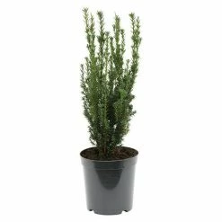BAUHAUS Heimische Eibe Taxus Media 'Hillii', Aktuelle Wuchshöhe: 50 Cm - 70 Cm
