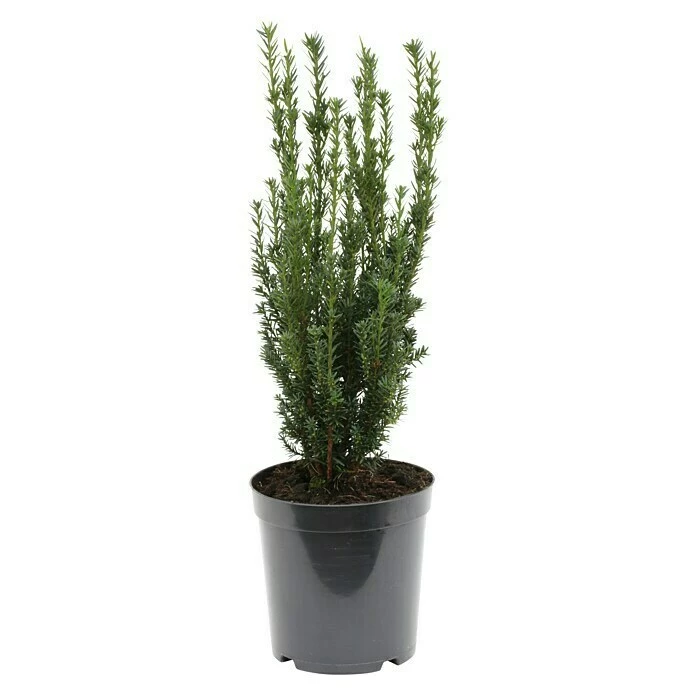 BAUHAUS Heimische Eibe Taxus Media 'Hillii', Aktuelle Wuchshöhe: 50 Cm - 70 Cm 3 BAUHAUS Heimische Eibe Taxus Media 'Hillii', Aktuelle Wuchshöhe: 50 Cm - 70 Cm