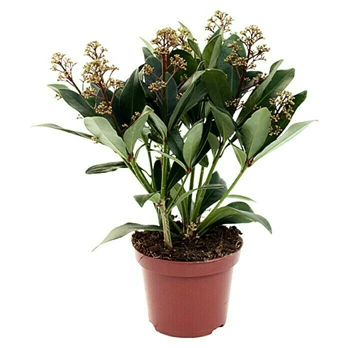 BAUHAUS Piardino Japanische Fruchtskimmie Skimmia Japonica, Rot 3 BAUHAUS Piardino Japanische Fruchtskimmie Skimmia Japonica, Rot