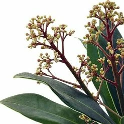 BAUHAUS Piardino Japanische Fruchtskimmie Skimmia Japonica, Rot 5 BAUHAUS Piardino Japanische Fruchtskimmie Skimmia Japonica, Rot -Gartenpflanzen Verkäufe 12 554