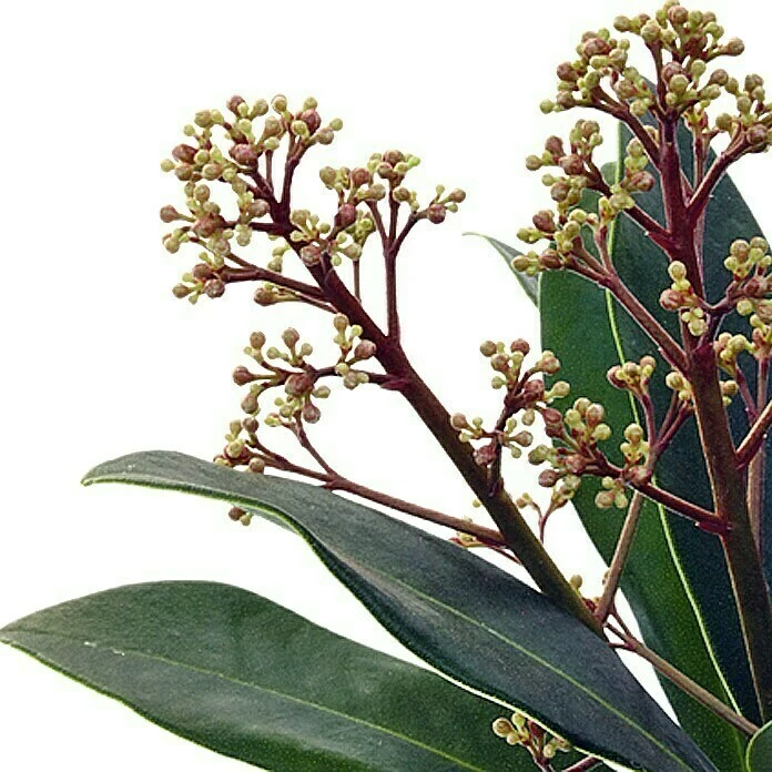 BAUHAUS Piardino Japanische Fruchtskimmie Skimmia Japonica, Rot 4 BAUHAUS Piardino Japanische Fruchtskimmie Skimmia Japonica, Rot – Bild 2