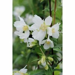 BAUHAUS Pfeifenstrauch Philadelphus Fl'Aroma® 'Snow Bouquet', 5 L, Weiß