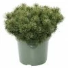BAUHAUS Berg-Kiefer Pinus Mugo 'Pumuckl', Topfvolumen: 2,3 L, Aktuelle Wuchshöhe: 10 Cm 2 BAUHAUS Berg-Kiefer Pinus Mugo 'Pumuckl', Topfvolumen: 2,3 L, Aktuelle Wuchshöhe: 10 Cm -Gartenpflanzen Verkäufe 12 558