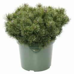 BAUHAUS Berg-Kiefer Pinus Mugo 'Pumuckl', Topfvolumen: 2,3 L, Aktuelle Wuchshöhe: 10 Cm