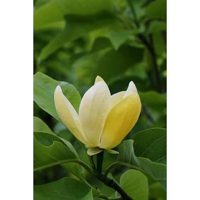 BAUHAUS Magnolie Magnolia Soulangiana 'Honey Tulip', Aktuelle Wuchshöhe: 60 Cm - 80 Cm 3 BAUHAUS Magnolie Magnolia Soulangiana 'Honey Tulip', Aktuelle Wuchshöhe: 60 Cm - 80 Cm