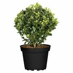 BAUHAUS Bergilex Robustico Ilex Crenata 'Robustico', Weiß