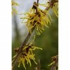 BAUHAUS Zaubernuss Hamamelis Intermedia 'Arnold Promise', 50 Cm - 70 Cm, Goldgelb