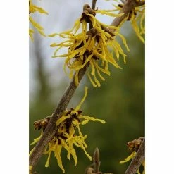 BAUHAUS Zaubernuss Hamamelis Intermedia 'Arnold Promise', 50 Cm - 70 Cm, Goldgelb