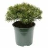 BAUHAUS Berg-Kiefer Pinus Mugo 'Klostergrün', Topfvolumen: 4,6 L, Aktuelle Wuchshöhe: 20 Cm - 25 Cm -Gartenpflanzen Verkäufe 12 561