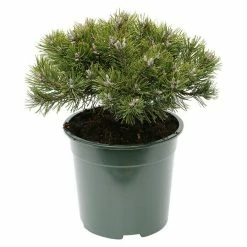 BAUHAUS Berg-Kiefer Pinus Mugo 'Klostergrün', Topfvolumen: 4,6 L, Aktuelle Wuchshöhe: 20 Cm - 25 Cm