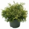 BAUHAUS Hinoki-Scheinzypresse Chamaecyparis Obtusa 'Tsatsumi Gold', Aktuelle Wuchshöhe: 15 Cm - 20 Cm -Gartenpflanzen Verkäufe 12 562
