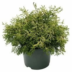 BAUHAUS Hinoki-Scheinzypresse Chamaecyparis Obtusa 'Tsatsumi Gold', Aktuelle Wuchshöhe: 15 Cm - 20 Cm