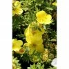 BAUHAUS Fingerstrauch Potentilla Fruticosa 'Goldfinger', Gelb
