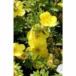 BAUHAUS Fingerstrauch Potentilla Fruticosa 'Goldfinger', Gelb